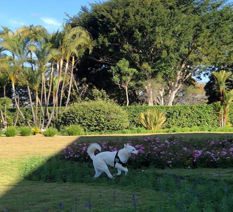 O cachorro Augusto Bolsonaro