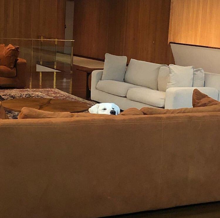 O cachorro Augusto Bolsonaro