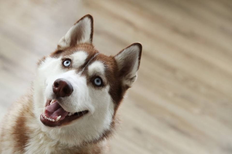 Cão husky olhando para cima