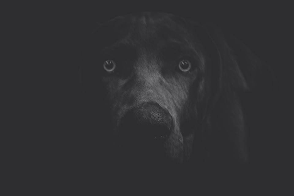 Cachorro preto olhando para frente no escuro