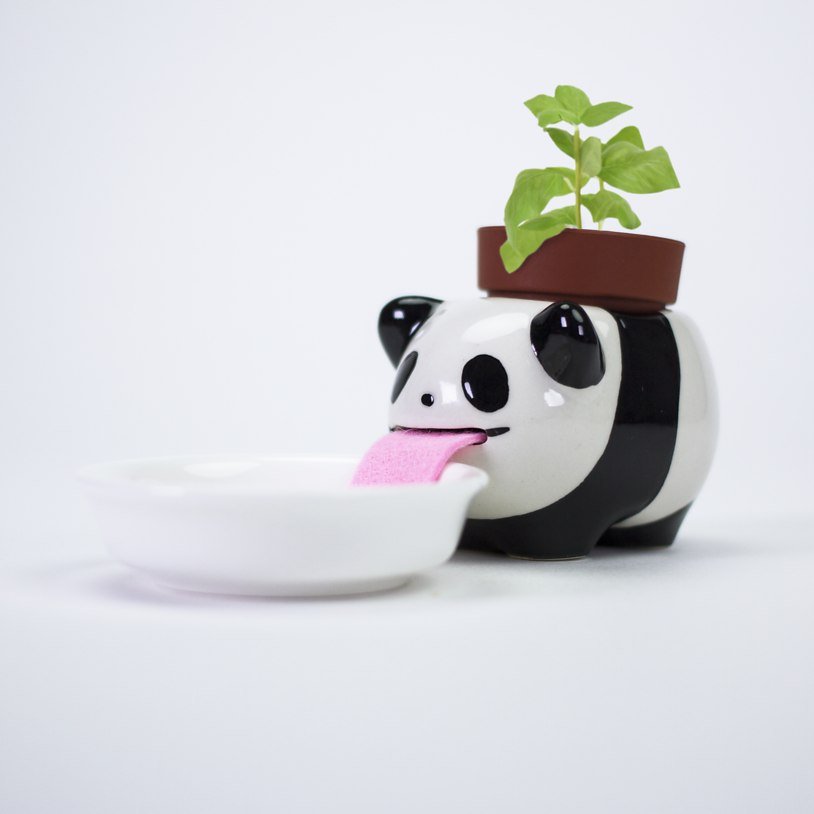 Vaso de planta que rega a planta sozinho