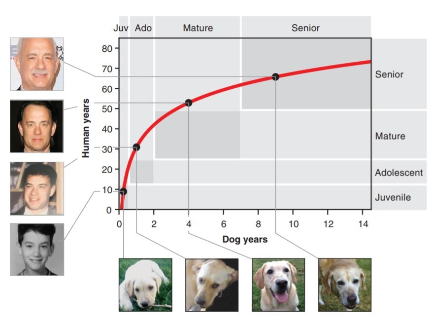 Gráfico para cálculo da idade canina