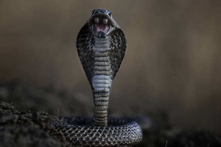 Cobra naja