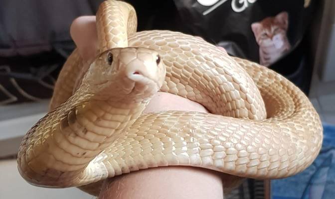 Vídeo. Cobra Naja que picou universitário é encontrada perto de shopping