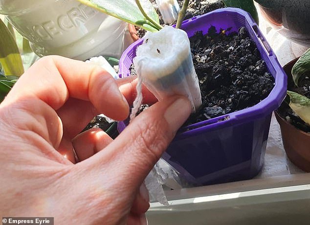 Cuidado com as plantas