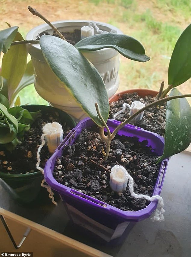 Cuidado com as plantas