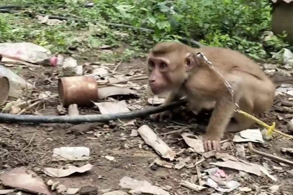Macaco acorrentado no lixo