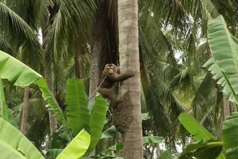 Macaco em coqueiro