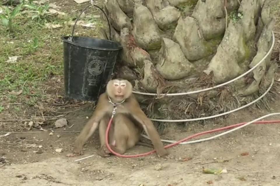 Macaco acorrentado em árvore