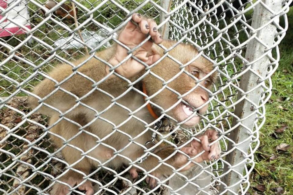 Macaco em jaula