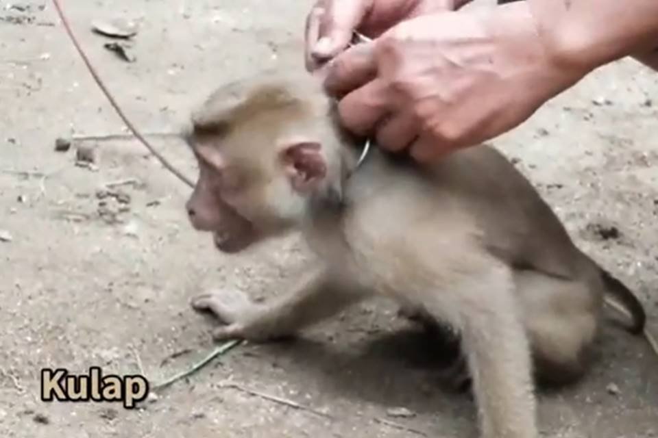 Macaco sendo acorrentado