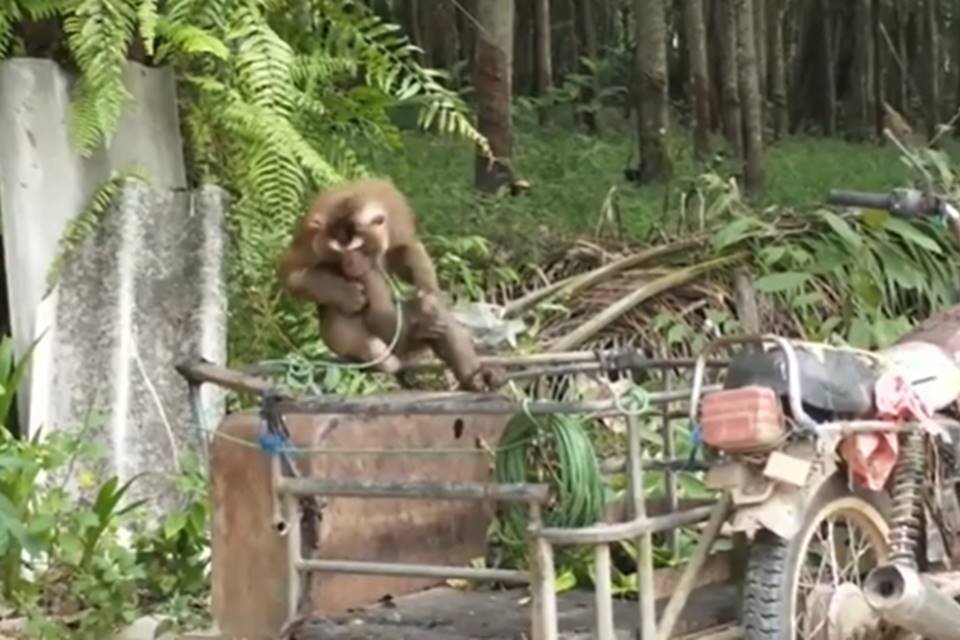 Macaco isolado
