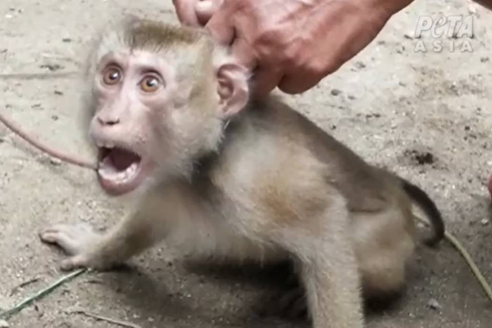 Macaco sendo acorrentado