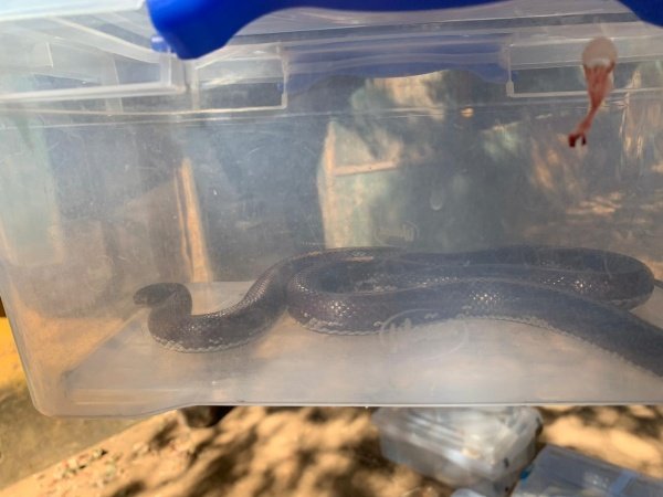 Serpente corre risco de ser sacrificada no DF por falta de soro no