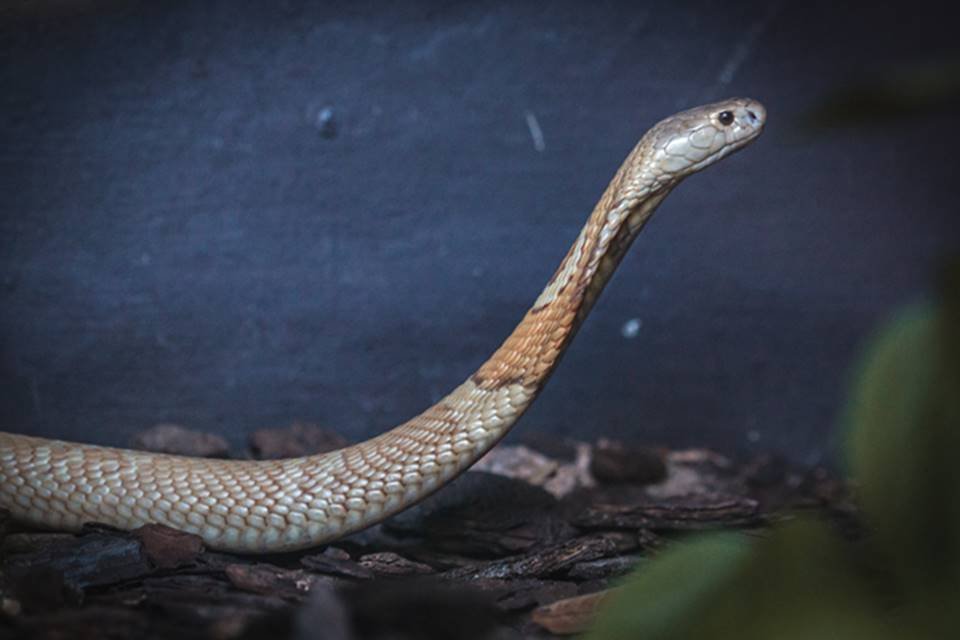 Criar cobra sem ter o soro é roleta russa, diz pesquisadora do Butantan -  15/07/2020 - UOL ECOA