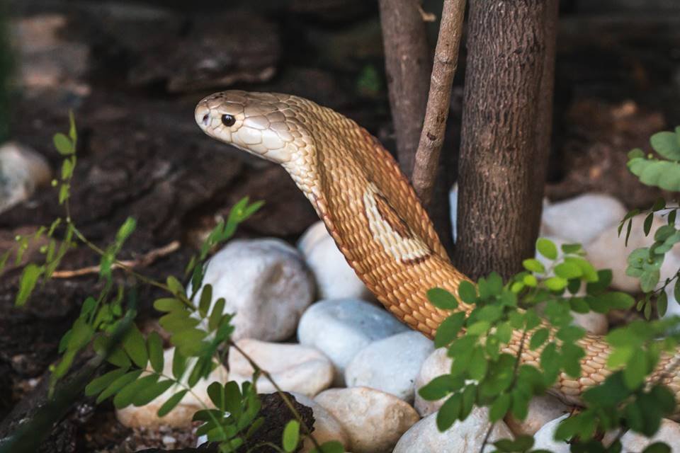 Naja no Zoo de Brasília