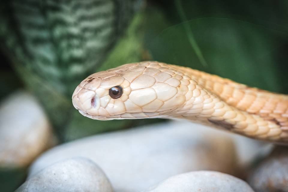 Serpentes apreendidas em Brasília já estão no Butantan, serpente