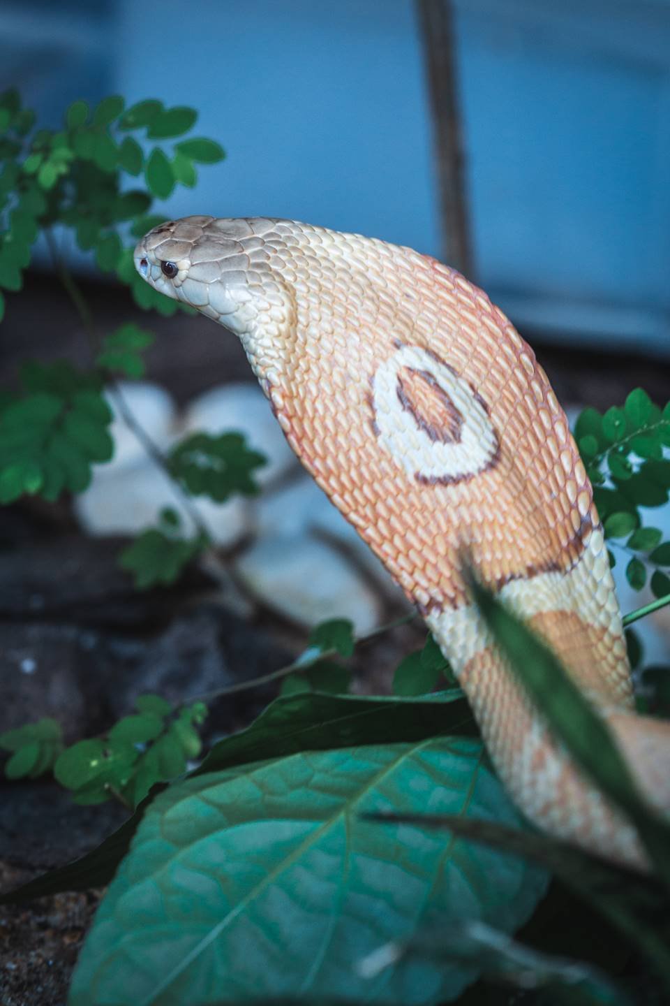 Cobras Naja e Víbora-verde devem ser transferidas ao Butantan