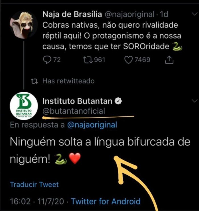 Naja que deixou brasiliense em coma vira meme e ganha perfil no