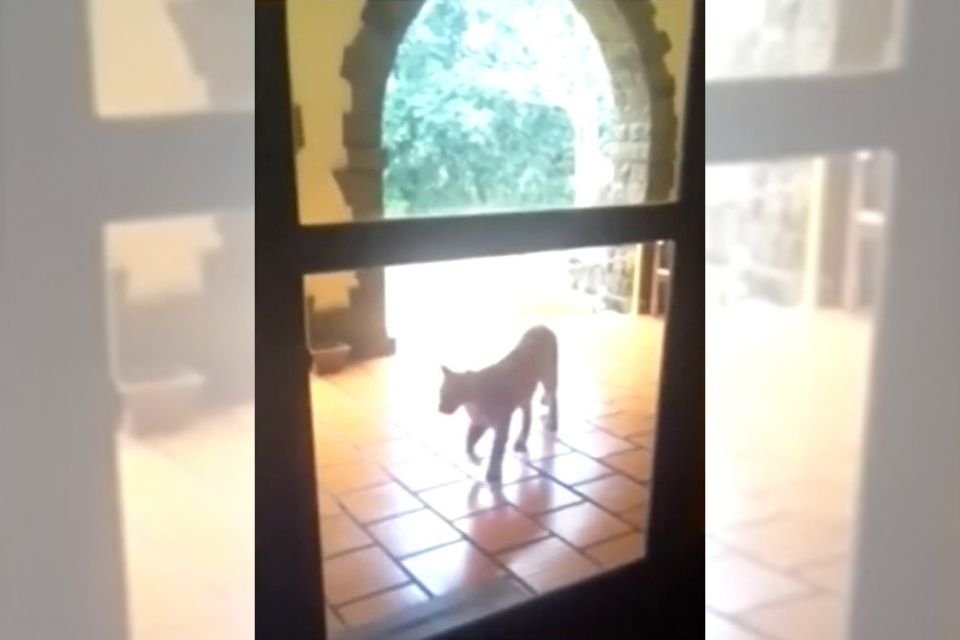 onça-parda foz do iguaçu