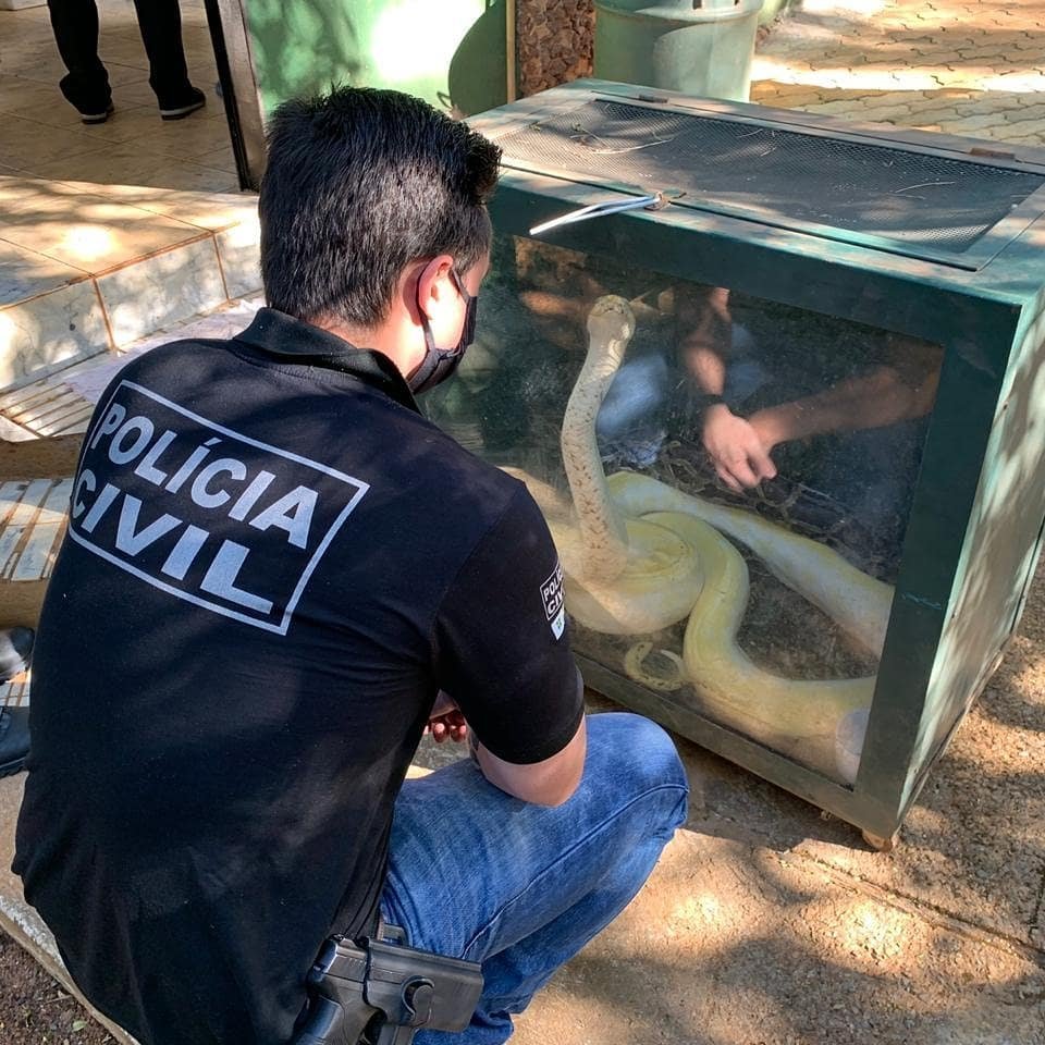 Polícia apreende duas cobras exóticas criadas ilegalmente por universitária  no DF; veja vídeo, Distrito Federal