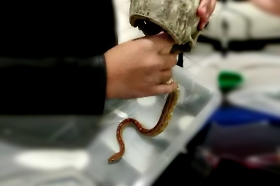 PCDF apreende outra cobra em operação que mira jovem picado por Naja