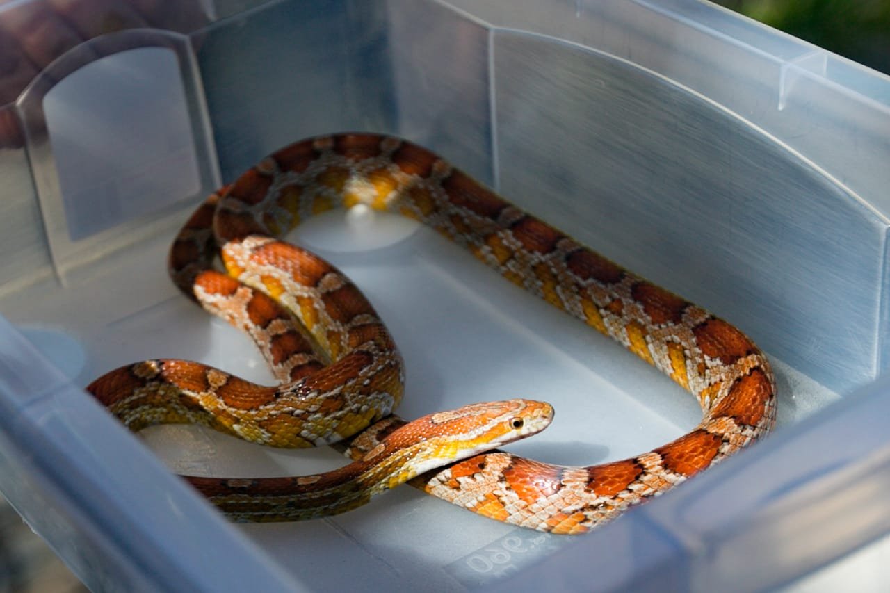 FOTOS: Corn snake, espécie de serpente exótica dos EUA, é