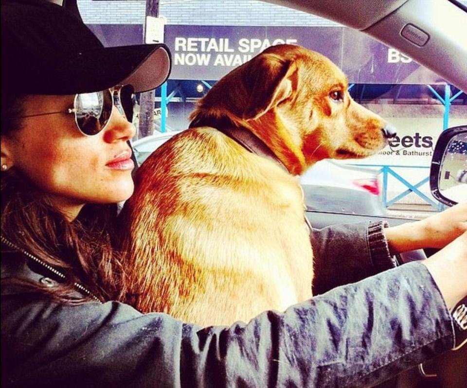Meghan Markle dirigindo com o seu cachorro Bogart