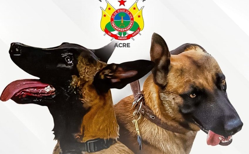 cães envenenados