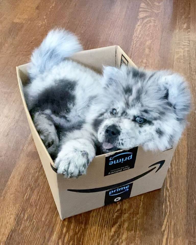 Chow chow Nuvem de Oreo na caixa