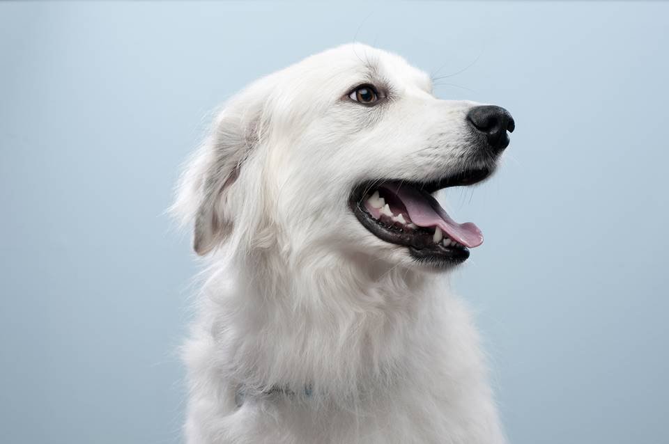 Sonhar Com Cachorro Branco O Que Significa My XXX Hot Girl