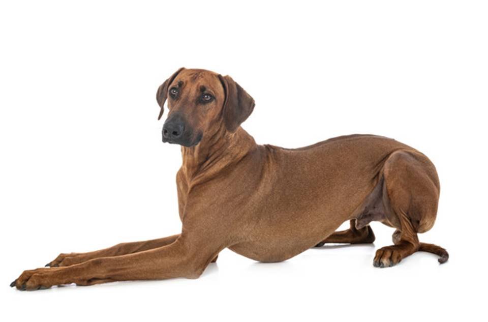 Saiba mais sobre o leão da Rodésia, cão de raça africana milenar Metrópoles Saiba mais sobre o leão da Rodésia, cão de raça africana milenar Metrópoles