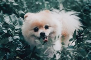 Lulu da Pomerânia