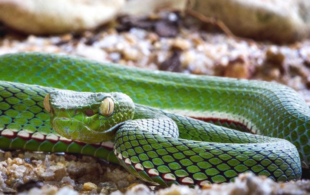 Cobras Naja e Víbora-verde devem ser transferidas ao Butantan