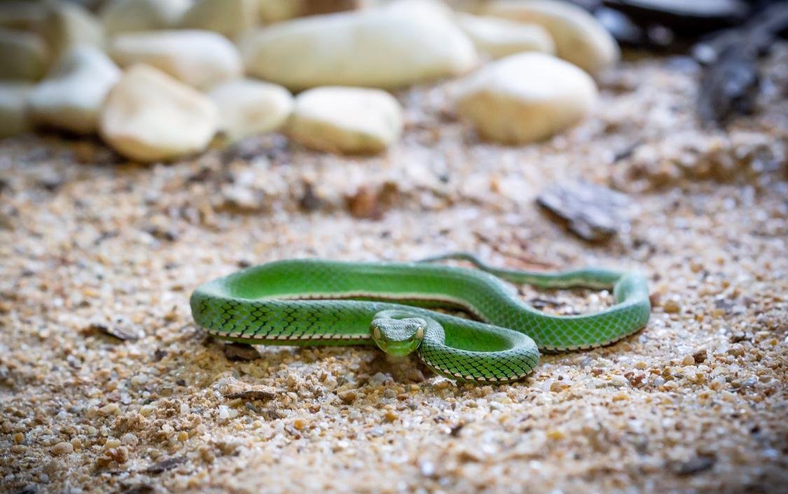 Criar cobra sem ter o soro é roleta russa, diz pesquisadora do Butantan -  15/07/2020 - UOL ECOA