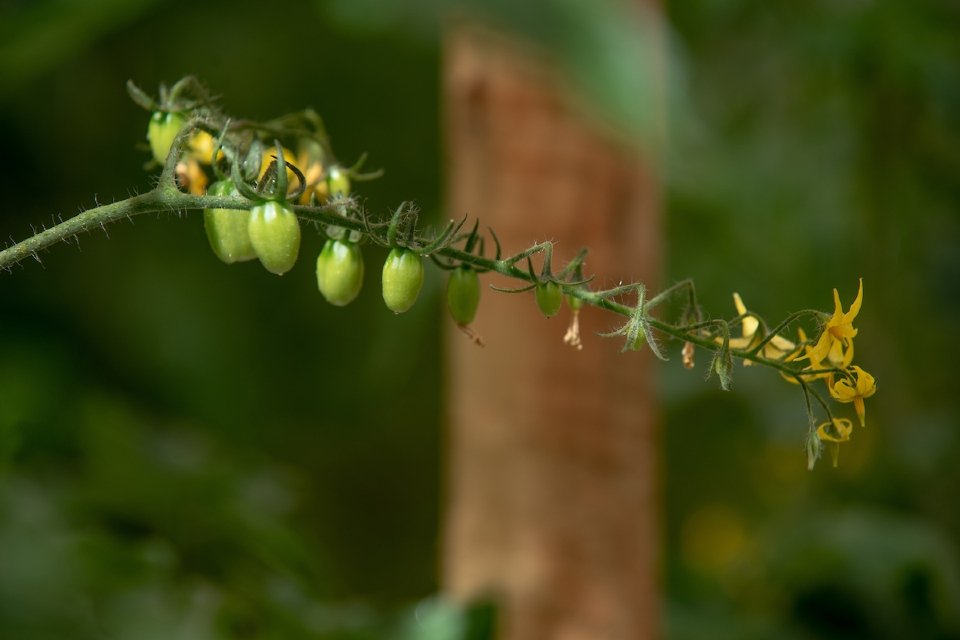 Empreendendo no Novo Normal. Produção de orgânicos na chácara Vovó Neli, Lago Oeste, com venda de hortifruti para o consumidor final