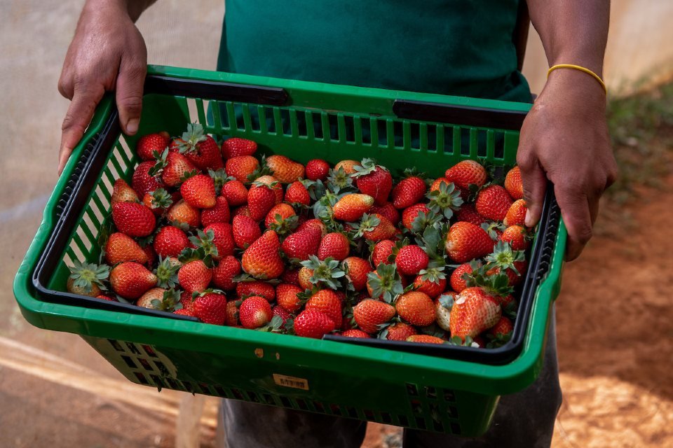 Empreendendo no Novo Normal. Produção de orgânicos na chácara Vovó Neli, Lago Oeste, com venda de hortifruti para o consumidor final