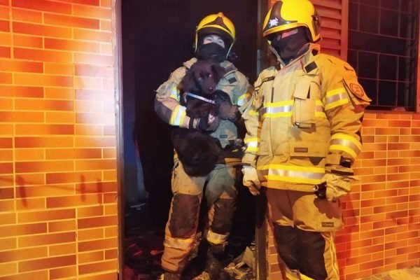 Bombeiros do DF salvam cachorro de incêndio