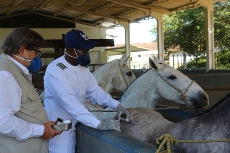 Soro contra a Covid-19 feito com plasma de cavalo será testado em