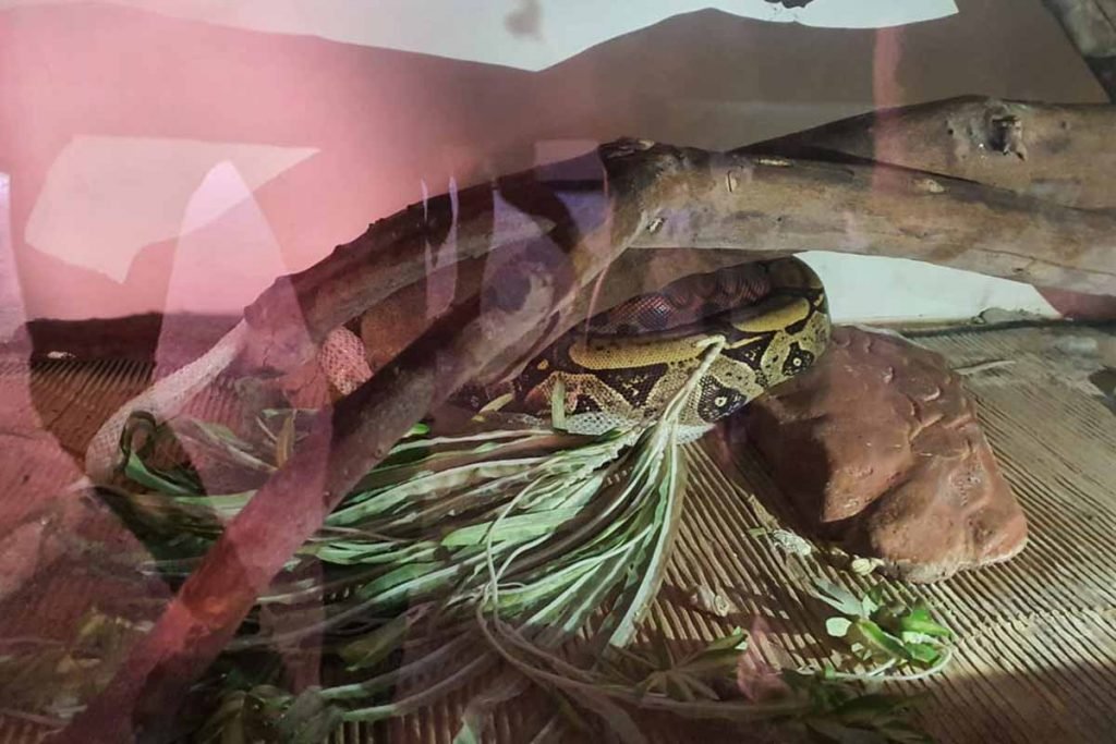 Após Caso Naja, Polícia Civil apreende cobra “anaconda” no Entorno do DF