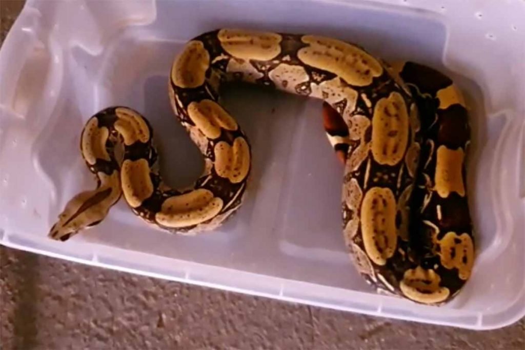 Após Caso Naja, Polícia Civil apreende cobra “anaconda” no Entorno do DF