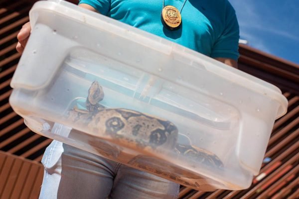 Após Caso Naja, Polícia Civil apreende cobra “anaconda” em águas Lindas