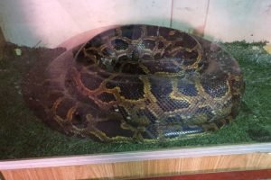 cobra