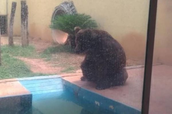 Urso-pardo Robinho, que é alvo de disputa judicial em Goiânia
