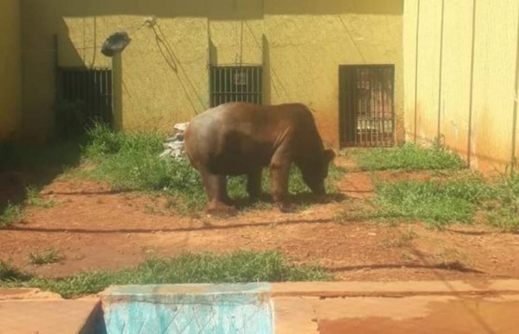 Urso Robinho