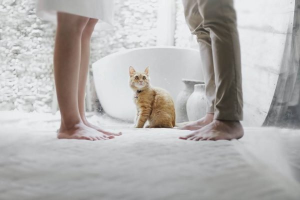 Encontro cat-friendly