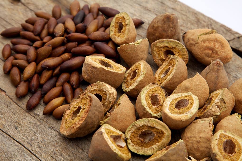 Castanha de baru e a semenste