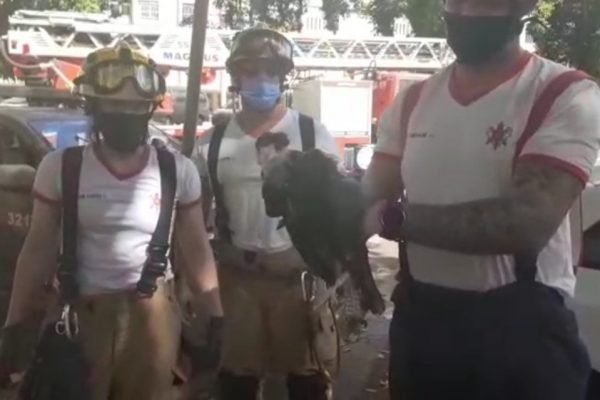 Bombeiros resgatam carcará preso em árvore na Asa Norte. Veja vídeo