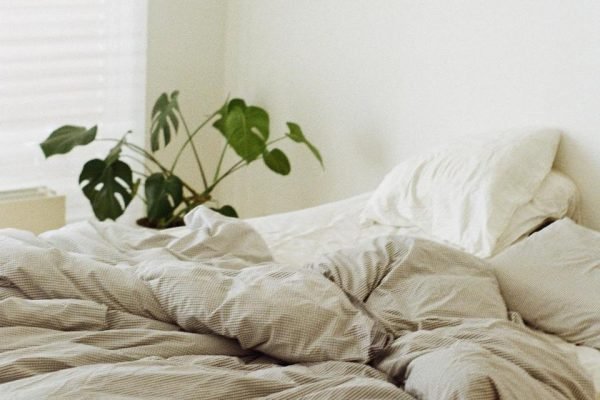 Sete plantas para ter no quarto que melhoram a qualidade do sono |  Metrópoles
