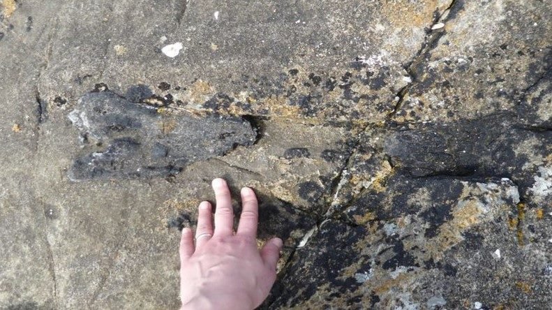 Fóssil de dinossauro descoberto